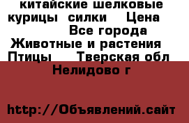 китайские шелковые курицы (силки) › Цена ­ 2 500 - Все города Животные и растения » Птицы   . Тверская обл.,Нелидово г.